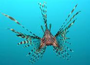 South Florida eco-preneurs ready to spring trap on lionfish