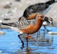 Mighty, and tiny, red knot receives federal protection