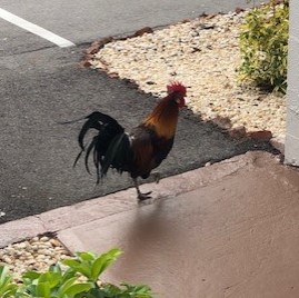 rooster (1).jpg