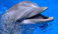 For talk on captive dolphins, panel gets wild