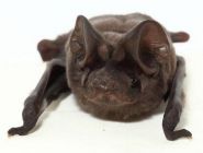 Precarious maternity season for Florida's 13 species of bats