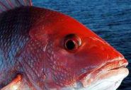 Red snapper policies under criticism in Congress