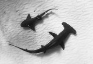 Conservationist Jillian Morris coaches next wave of shark advocates