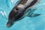 Dolphin named Feeny succumbs to illness