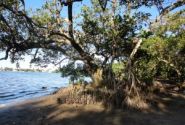 Mangrove violations apparent In DEP inspection