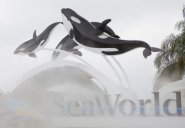 Last generation: SeaWorld ends captive orca breeding and reaction's wild