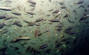 Interstate fisheries bosses leave bunker on the hook