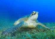 With populations recovering, Feds downlisting green turtles