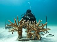 Ocean stewards partner to enhance Caribbean corals