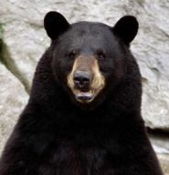 One-week, statewide bear hunt